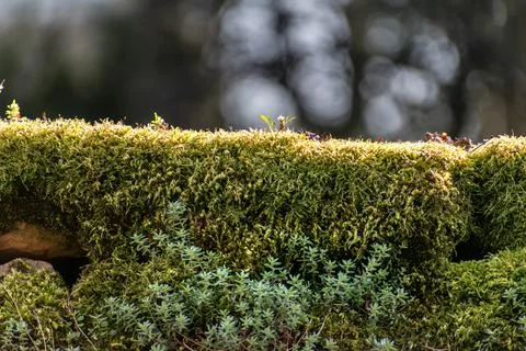 Moss on an old stone wall Stock Photos