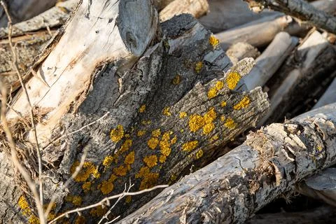 Moss on an old stump Stock Photos