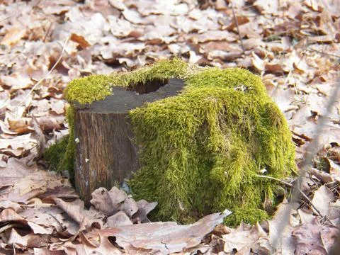 Moss on an old stump Stock Photos