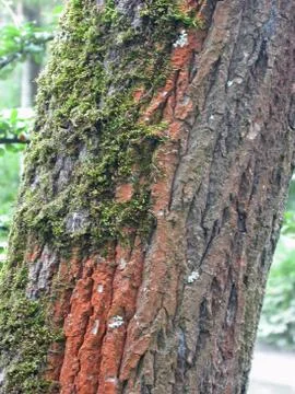 Moss on the old tree Stock Photos