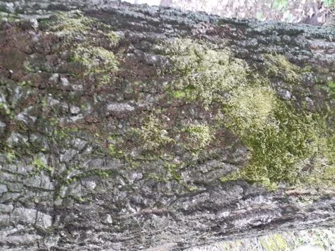 Moss on the Old Tree Stock Photos