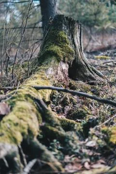 Moss on old tree trunk Foto stock