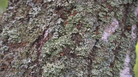 Moss on an old tree in a wild forest. The tree is overgrown with fungus Stock Footage 113094199