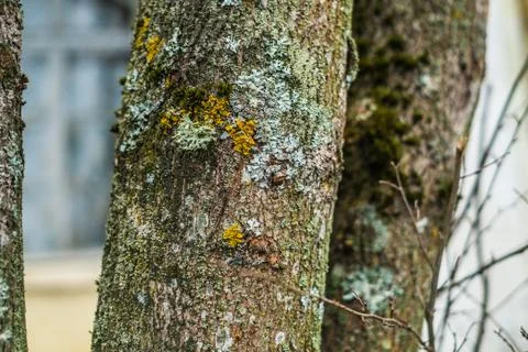 Moss on an old tree on winter 스톡 사진