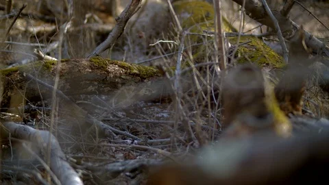 Moss on Old Trees and Branches Rack Focus Stock Footage 128238758