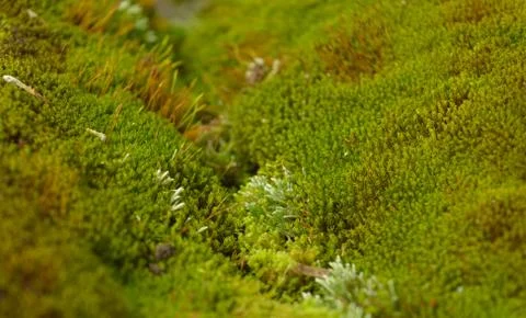 Moss or Bryophyta, are small, non-vascular flowerless plants that typically f Stock Photos