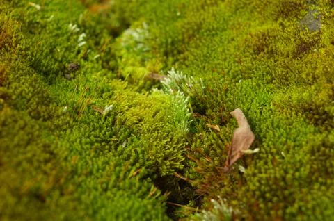 Moss or Bryophyta, are small, non-vascular flowerless plants that typically f Stock Photos