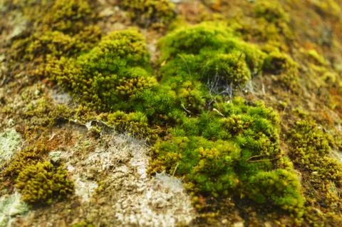 Moss or Bryophyta, are small, non-vascular flowerless plants that typically f Stock Photos
