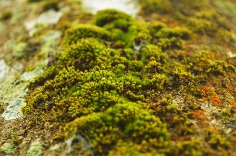 Moss or Bryophyta, are small, non-vascular flowerless plants that typically f Stock Photos