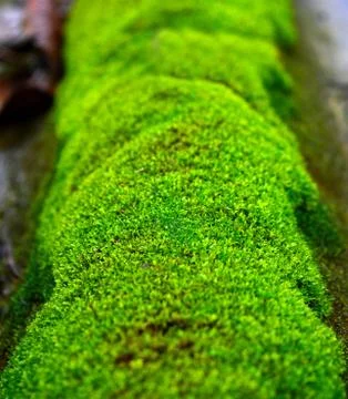 Moss or Bryophyta, are small, non-vascular flowerless plants that typically f Stock Photos