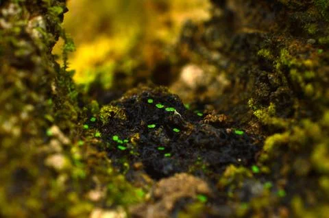 Moss or Bryophyta, are small, non-vascular flowerless plants that typically f Stock Photos