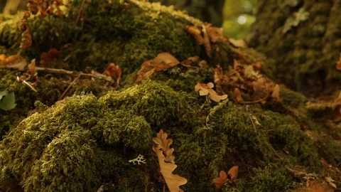 Moss over the forest Stock Footage 99117351