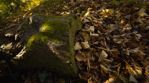 Moss over trunk at forest Stockbeeldmateriaal 33316775