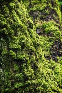 Moss overgrown tree Stock Photos