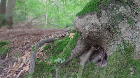 Moss overgrown tree root in a forest Stock-Footage 97072374
