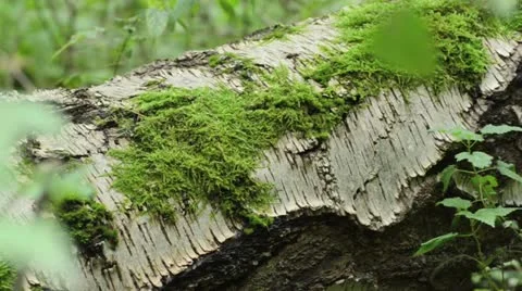 Moss on an overturned birch trunk Stock Footage 12905539