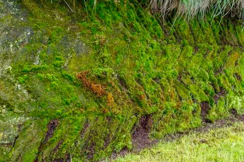 Moss Pattern Foto stock
