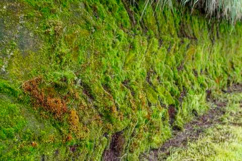 Moss Pattern 写真素材