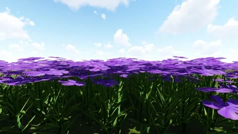 Moss Phlox Purple Flower Stock Footage 339477498