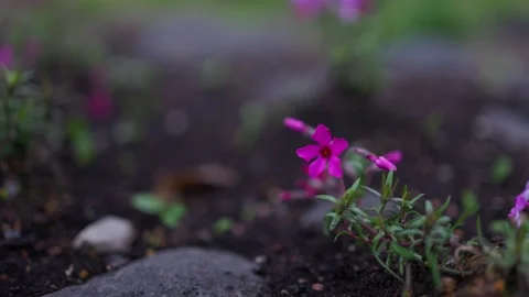 Moss phlox is swaying in the wind Stock Footage 331626175