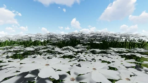 Moss Phlox White Flower Video stock 339467190