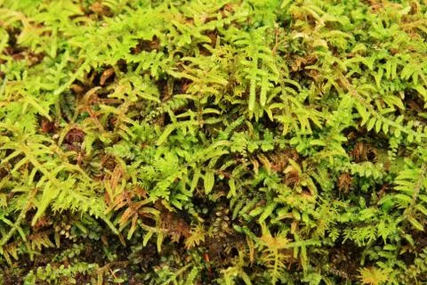 Moss Stock Photos