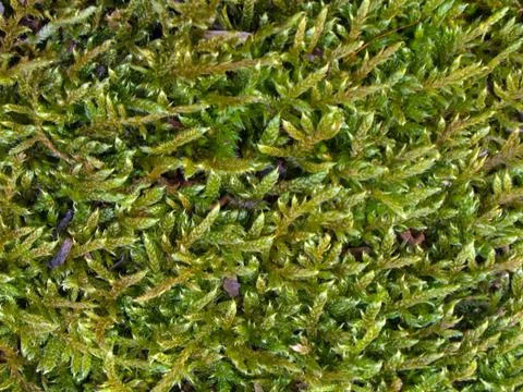 Moss Stock Photos