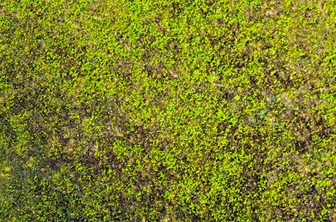 Moss  Stock Photos