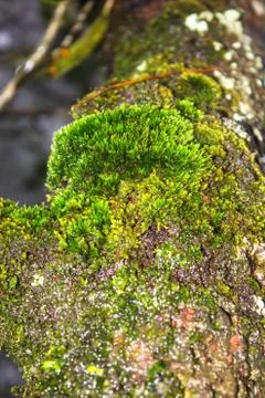 Moss Stock Photos