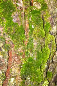 Moss Фото