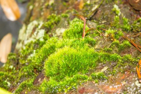 Moss Stock Photos