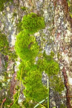 Moss Foto stock