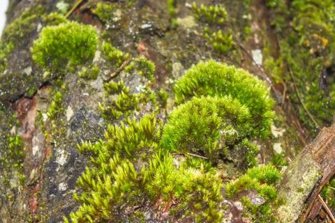 Moss Stock Photos