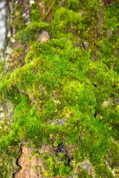 Moss Stock Photos