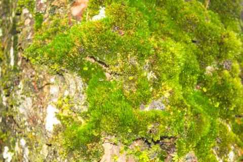 Moss Stock Photos