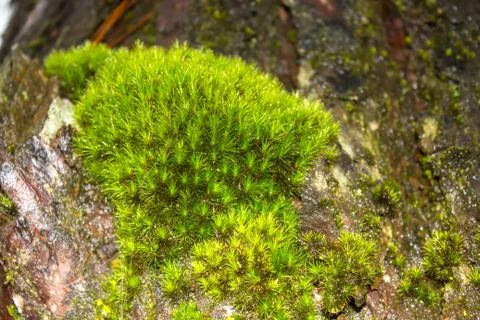 Moss Stock Photos