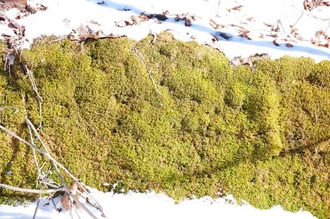 Moss Stock Photos