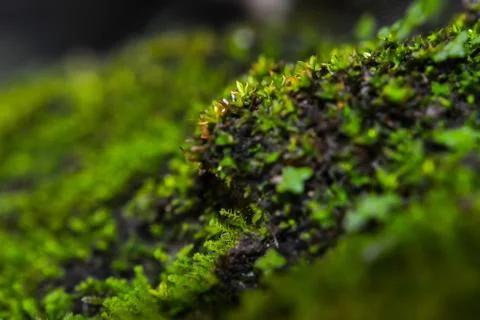 Moss Stock Photos
