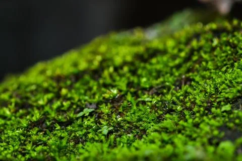 Moss Stock Photos