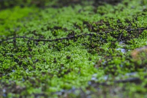 Moss Stock Photos