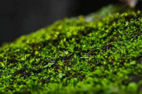 Moss Stock Photos