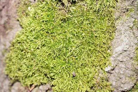 Moss Stock-Fotos