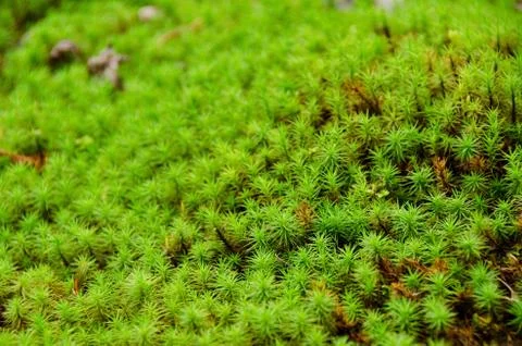 Moss Stock-Fotos