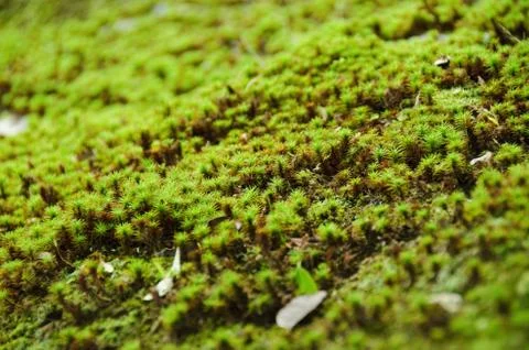 Moss Stock Photos