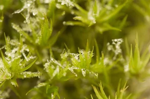 Moss Foto stock