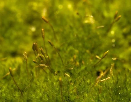 Moss Stock Photos