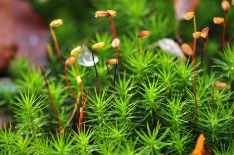 Moss Stock Photos