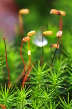 Moss Stock-Fotos