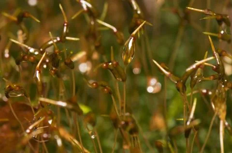 Moss Stock Photos