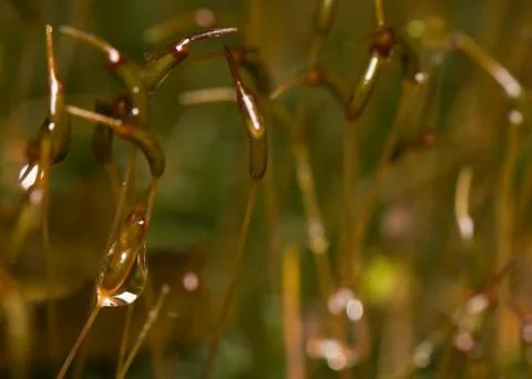 Moss Stock Photos